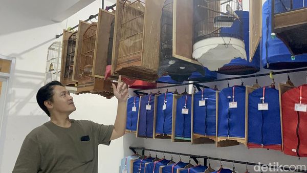 Berawal dari Hobi, Ternak Murai Batu Pria Surabaya Tembus Pasar Luar Negeri