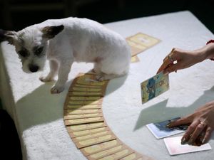 Bukan Cuma Manusia, Anabul Kini Ikut Baca Tarot di Korea Selatan