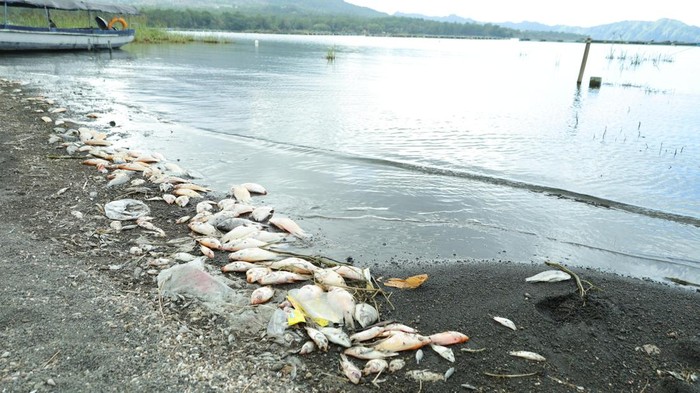 Ikan red devil berceceran di tepi Danau Batur, Desa Kedisan, Kecamatan Kintamani, Bangli, Kamis (23/7/2026). (Aryo Mahendro/detikBali)