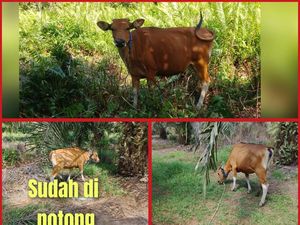 Jejak Kaki Sapi Bantu Polisi Tangkap Pencuri Ternak di Kutai Timur