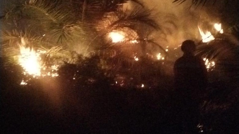 5 Hektare Kebun Sawit di Kobar Ludes Terbakar, Kerugian Ratusan Juta Rupiah