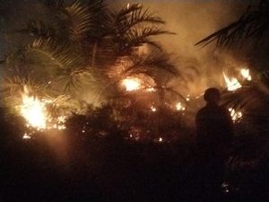 Bakar Lahan Dekat Kebun Sawit, Pria 51 Tahun di Sukamara Ditangkap