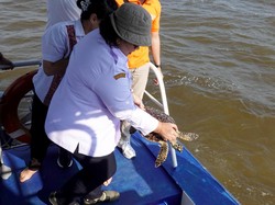 Usai Jalani Rehabilitasi, Penyu Sisik Terjerat Jaring Nelayan Dilepas ke Laut