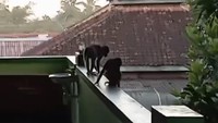 Awal Mula 3 Monyet Lepas dari Ibarbo hingga Nyasar ke SMPN 1 Sleman