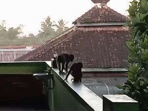 Awal Mula 3 Monyet Lepas dari Ibarbo hingga Nyasar ke SMPN 1 Sleman