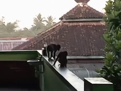 Awal Mula 3 Monyet Lepas dari Ibarbo hingga Nyasar ke SMPN 1 Sleman