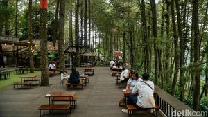 Bosan ke Puncak? Coba Healing di Daong Hutan Pinus Desa Pancawati
