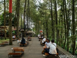 Bosan ke Puncak? Coba Healing di Daong Hutan Pinus Desa Pancawati