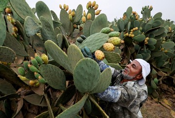 Buah Kaktus Jadi Andalan Petani Mesir Saat Kemarau