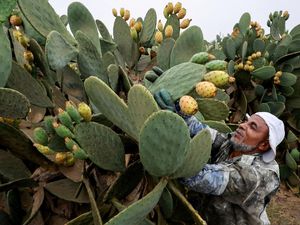 Buah Kaktus Jadi Andalan Petani Mesir Saat Kemarau