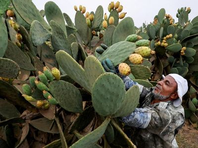 Buah Kaktus Jadi Andalan Petani Mesir Saat Kemarau