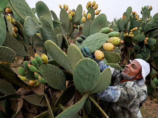 Buah Kaktus Jadi Andalan Petani Mesir Saat Kemarau