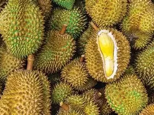 Durian AYCE Cuma Rp30 Ribuan di Filipina, Tawarkan Puyat hingga D101