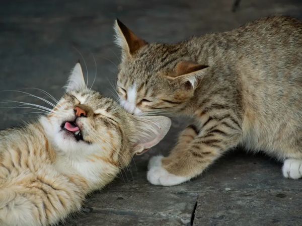 15 Foto Anak Kucing Menggemaskan dari Berbagai Negara