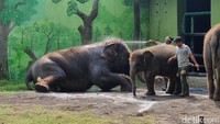 Tega! Eks Dirut KBS Korupsi Pakan Satwa, Rp 7,4 M Dipakai buat Kepentingan Pribadi