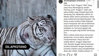 Viral Harimau Putih Semarang Zoo Mati