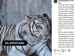 Viral Harimau Putih Semarang Zoo Mati