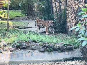 Di Tengah Isu Macan Kurus, Keeper KBS Ungkap Perawatan Wira dan Rengganis