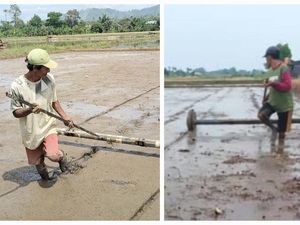Hemat Air di Musim Kemarau, Petani Musi Rawas Andalkan Sistem Tabela