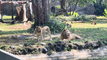 Viral Harimau Kurus Disorot Terkait Korupsi Pakan Hewan, KBS Buka Suara