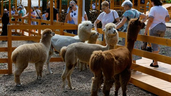 Taman Alpaka Jadi Destinasi Baru di Donetsk
