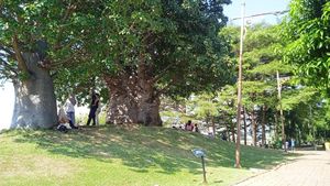 Menikmati Keteduhan Pohon Afrika di Taman Baobab Pulomas