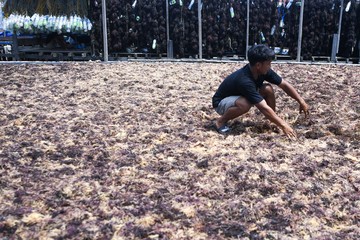 Begini Produksi Rumput Laut, Sudah Pernah Lihat?