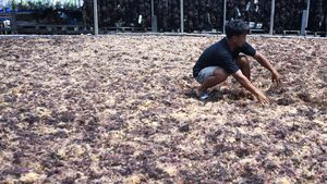 Begini Produksi Rumput Laut, Sudah Pernah Lihat?