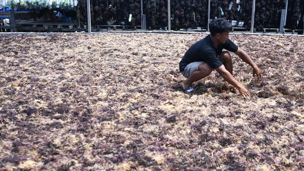 Begini Produksi Rumput Laut, Sudah Pernah Lihat?