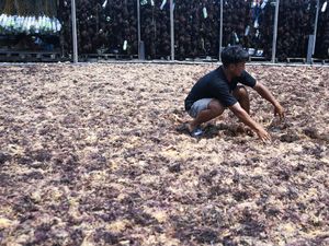 Begini Produksi Rumput Laut, Sudah Pernah Lihat?