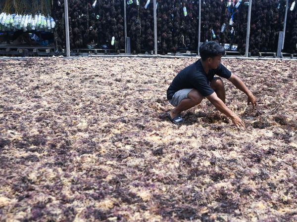Begini Produksi Rumput Laut, Sudah Pernah Lihat?