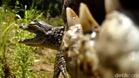 Kamera Dipasang di Mulut Buaya, Isinya di Luar Dugaan