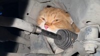 Kucing Terjebak di Mesin Mobil Bikin Panik Warga Bantul, Begini Endingnya