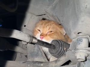 Ada Kucing Terjebak dalam Mesin Mobil di Bantul, Dievakuasi Petugas Damkar