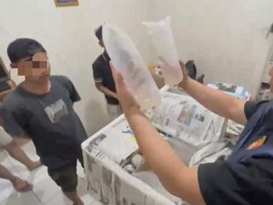 Polisi Gagalkan Penyelundupan 10 Ribu Benih Lobster, 2 Warga Bengkulu Ditangkap