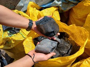 Arang Halaban Laris Manis, Pengusaha di Samarinda Mau Budi Daya Bahan Baku