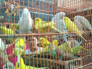 Kebun Binatang Dadakan di Pasar Burung Palembang, Lovebird Jadi Primadona