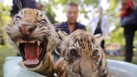 Gelombang Panas Melanda China, Satwa Kebun Binatang Diberi Perlakuan Khusus