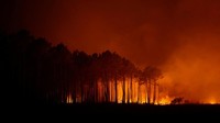 Kebakaran Hutan di Italia, Ratusan Orang Dievakuasi Lewat Jalur Laut