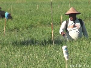 Petani Bawang Merah di Nganjuk Gagal Panen gegara Hama Ulat Hitam