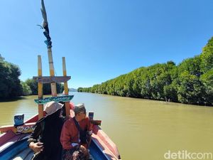 Sensasi Susur Sungai Menuju Hutan Mangrove Dewi Surga Cirebon