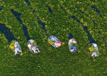 Musim Panen Kacang Air Dimulai di Jiangsu