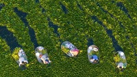 Musim Panen Kacang Air Dimulai di Jiangsu