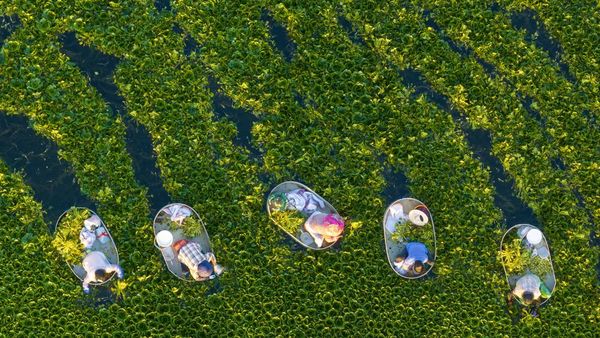 Musim Panen Kacang Air Dimulai di Jiangsu