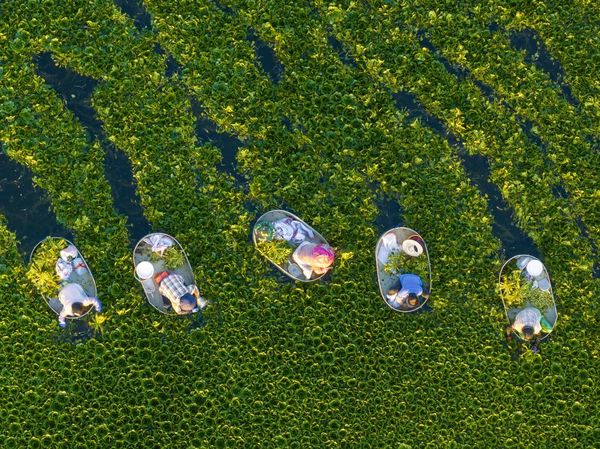 Musim Panen Kacang Air Dimulai di Jiangsu