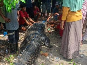Warga Pasangkayu Tangkap Buaya 4,5 Meter Diduga Terkam Wanita Pencari Kerang