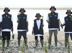 24 Ribu Mangrove Ditanam di Karawang, Jadi Benteng Alami Lawan Abrasi