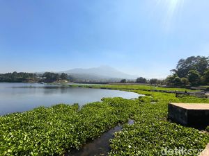 Keindahan Waduk Darma Tergerus Hamparan Eceng Gondok