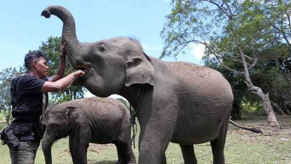 Gajah Sumatra Jinak Dilatih untuk Tangani Konflik Satwa di Aceh