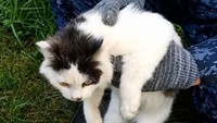 Kucing Jadi Kurir Narkoba Ditangkap, Foto Muka Polosnya Viral